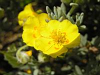 Helianthenum Caput-Felis (fam. Cistacees)(rg mediterraneenne) (03) (Photo F. Mrugala)